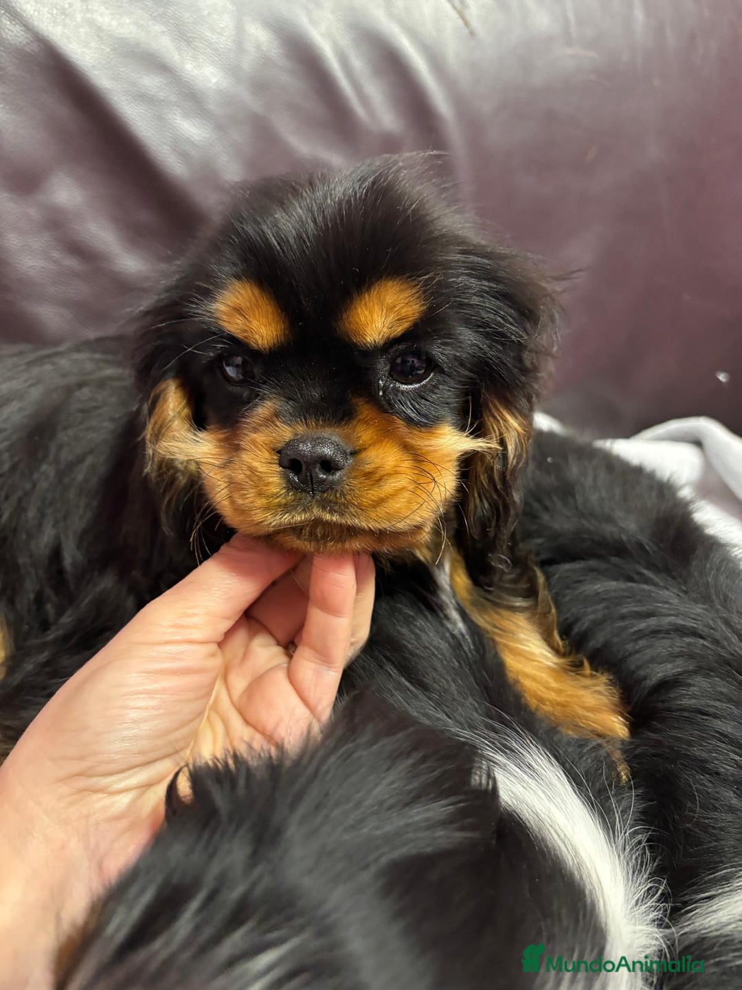 Cavalier King Charles Spaniel perros en venta: Cachorro macho negro fuego - Anuncio 5