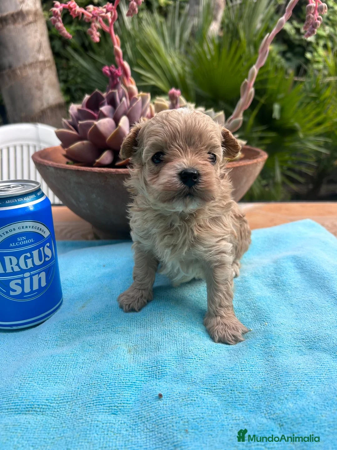 Maltipoo perros en venta: Camada cachorros raza Maltipoo en Granada - Anuncio 9