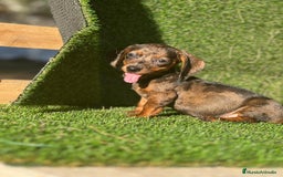 Teckel Miniatura perros en venta: Teckel mini ( DISPONIBLES )  - Imagen 2