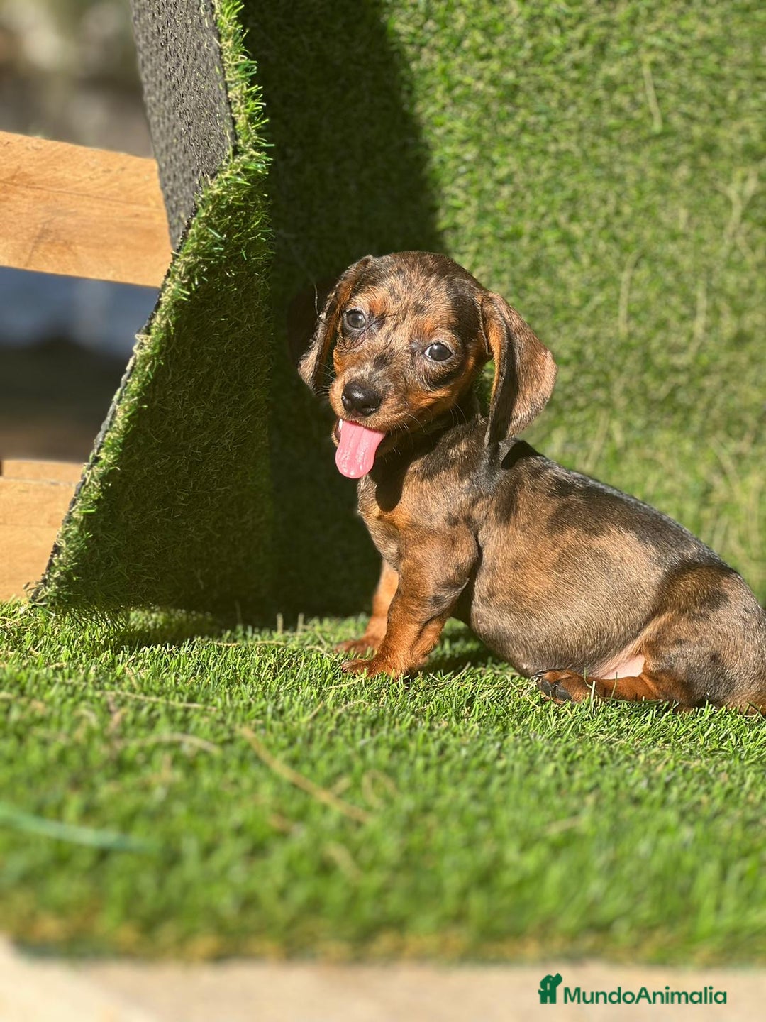 Teckel Miniatura perros en venta: Teckel mini ( DISPONIBLES )  - Imagen 2