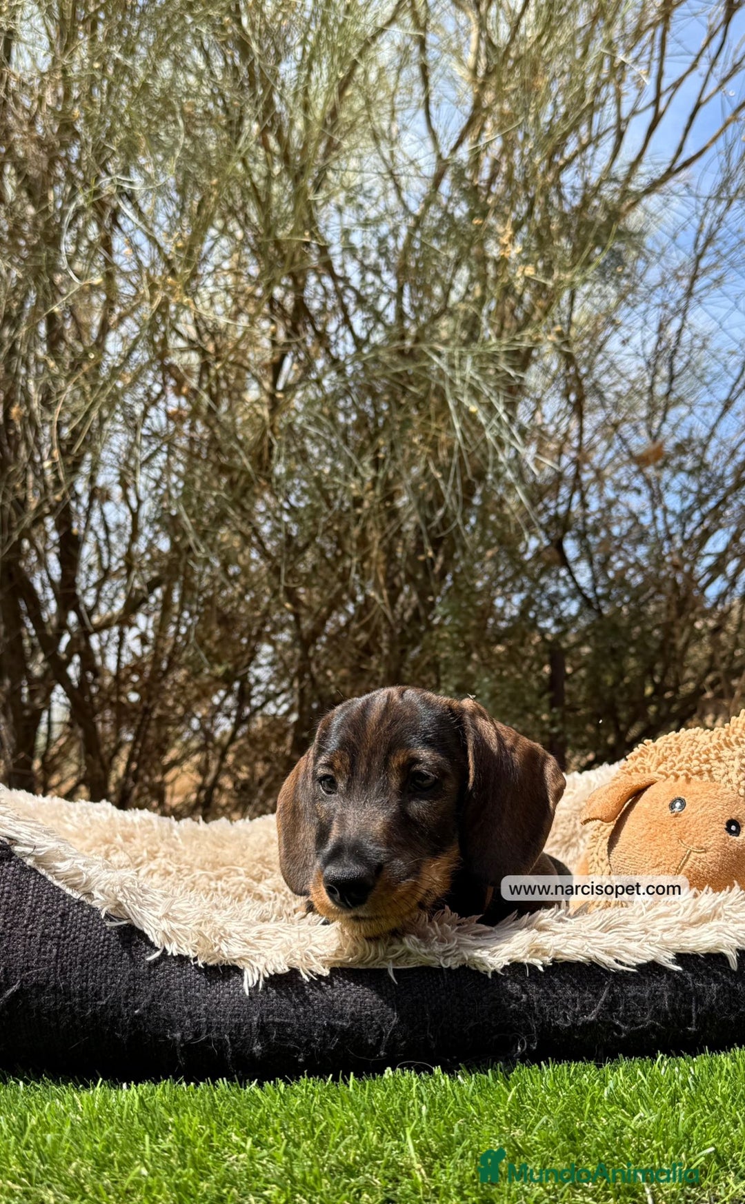 Teckel Miniatura perros en venta: CRIADERO TECKEL PELO DURO en Asturias - Imagen 6