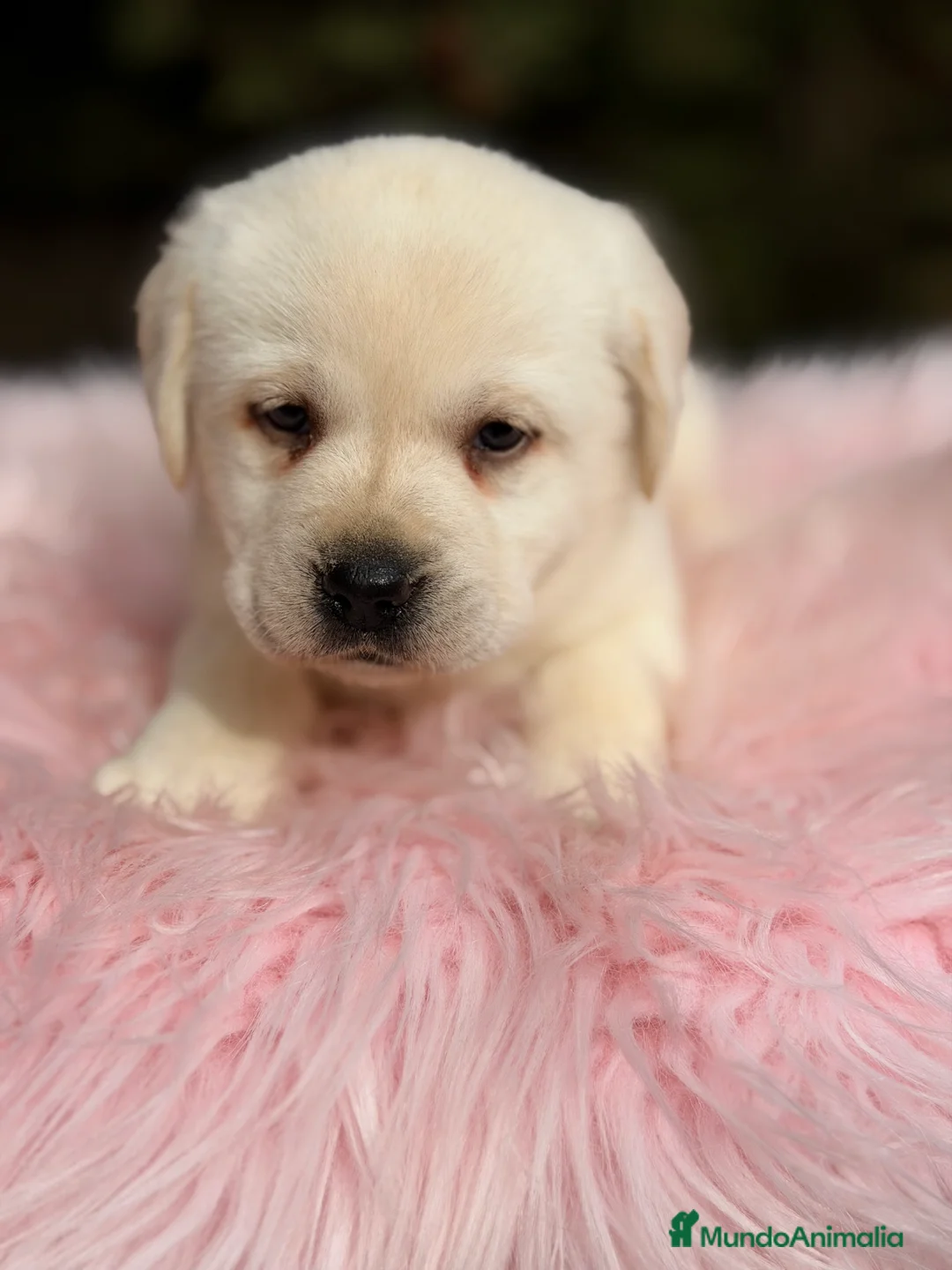 Labrador Retriever perros en venta: Labradora amarilla  - Anuncio 5