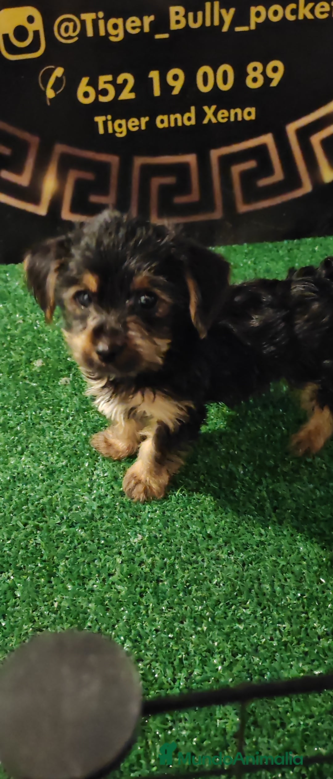 Yorkshire Terrier perros en venta: Camada de Yorkshire - Anuncio 5