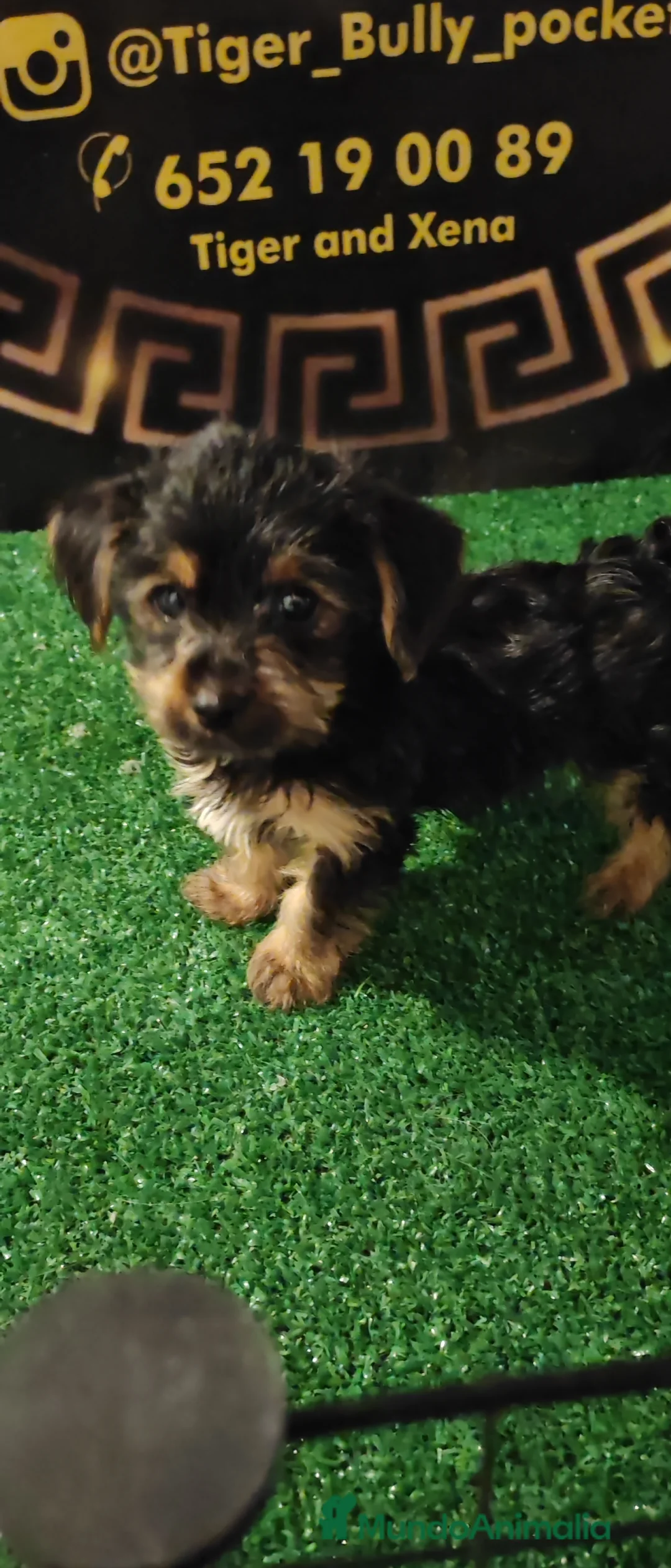 Yorkshire Terrier perros en venta: Camada de Yorkshire - Anuncio 5