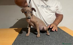 Pequeño Lebrel Italiano perros en venta: Piccolo  - Imagen 4