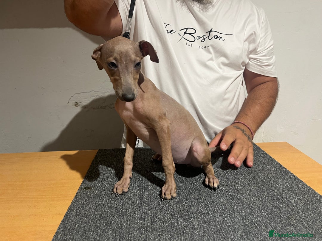 Pequeño Lebrel Italiano perros en venta: Piccolo  - Imagen 4