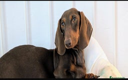 Teckel Miniatura perros en venta: Hembra adulta teckel miniatura - Imagen 1