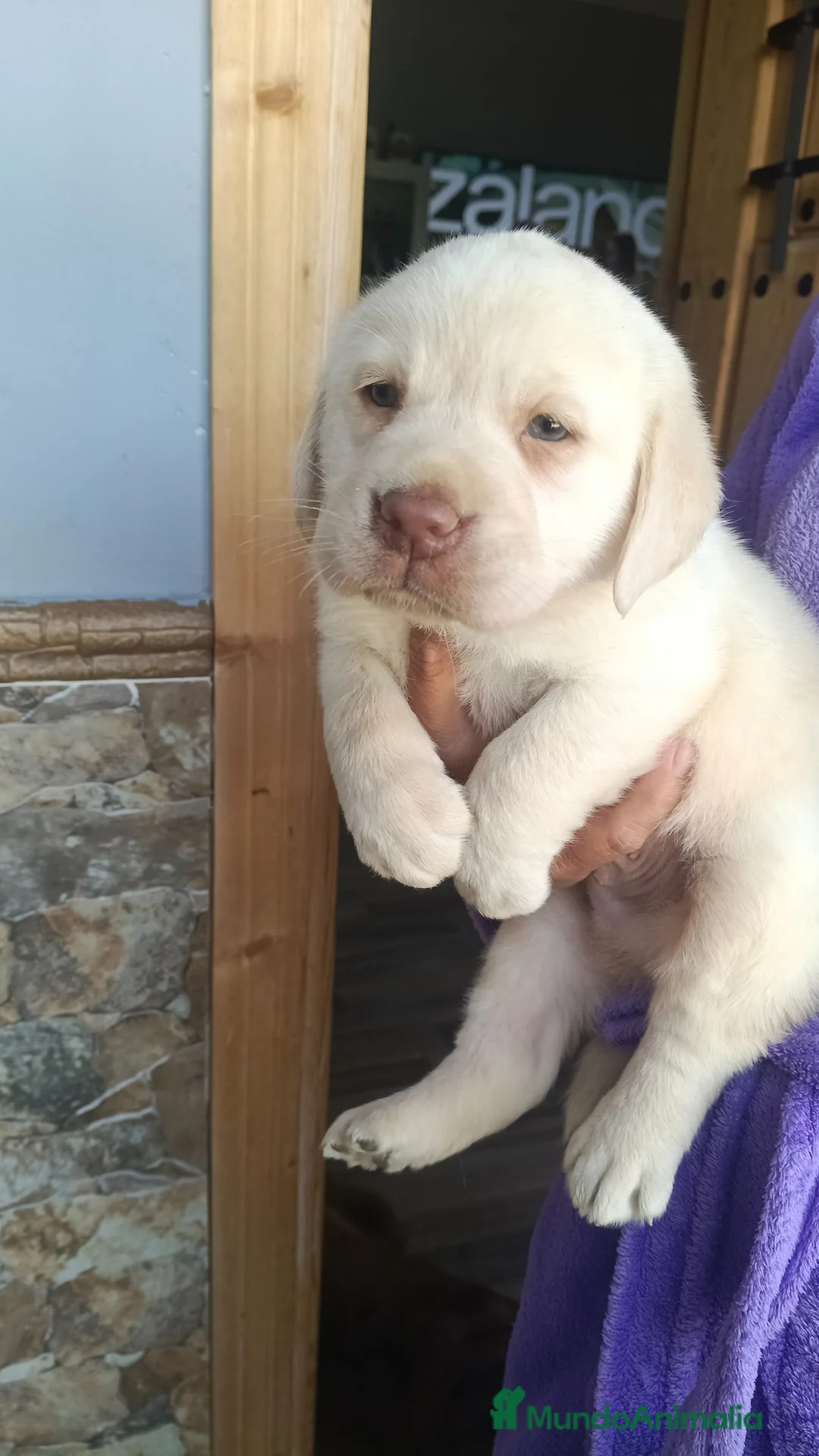 Labrador Retriever perros en venta: Macho labrador retriever disponible  en Barcelona - Anuncio 6