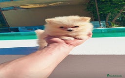 Pomerania perros en venta: Lulú de pomerania toy  - Imagen 1