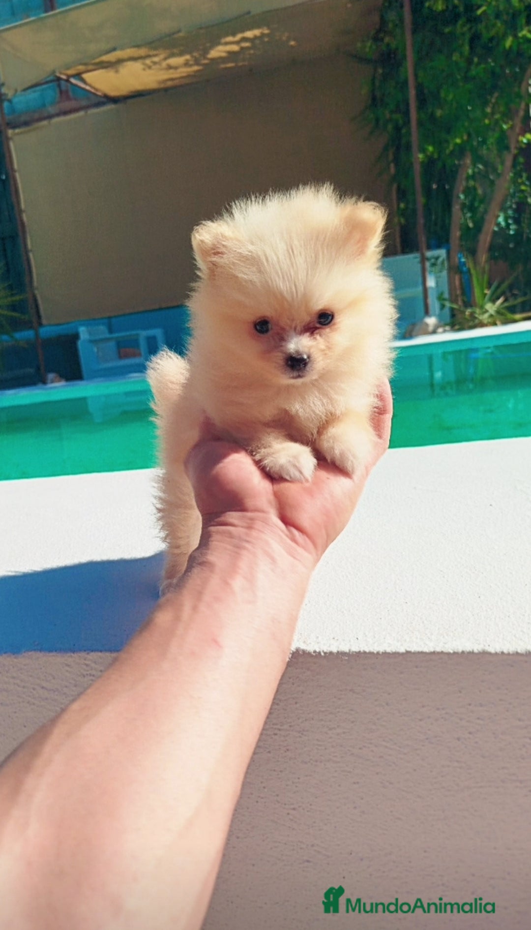Pomerania perros en venta: Lulú de pomerania toy  - Imagen 1