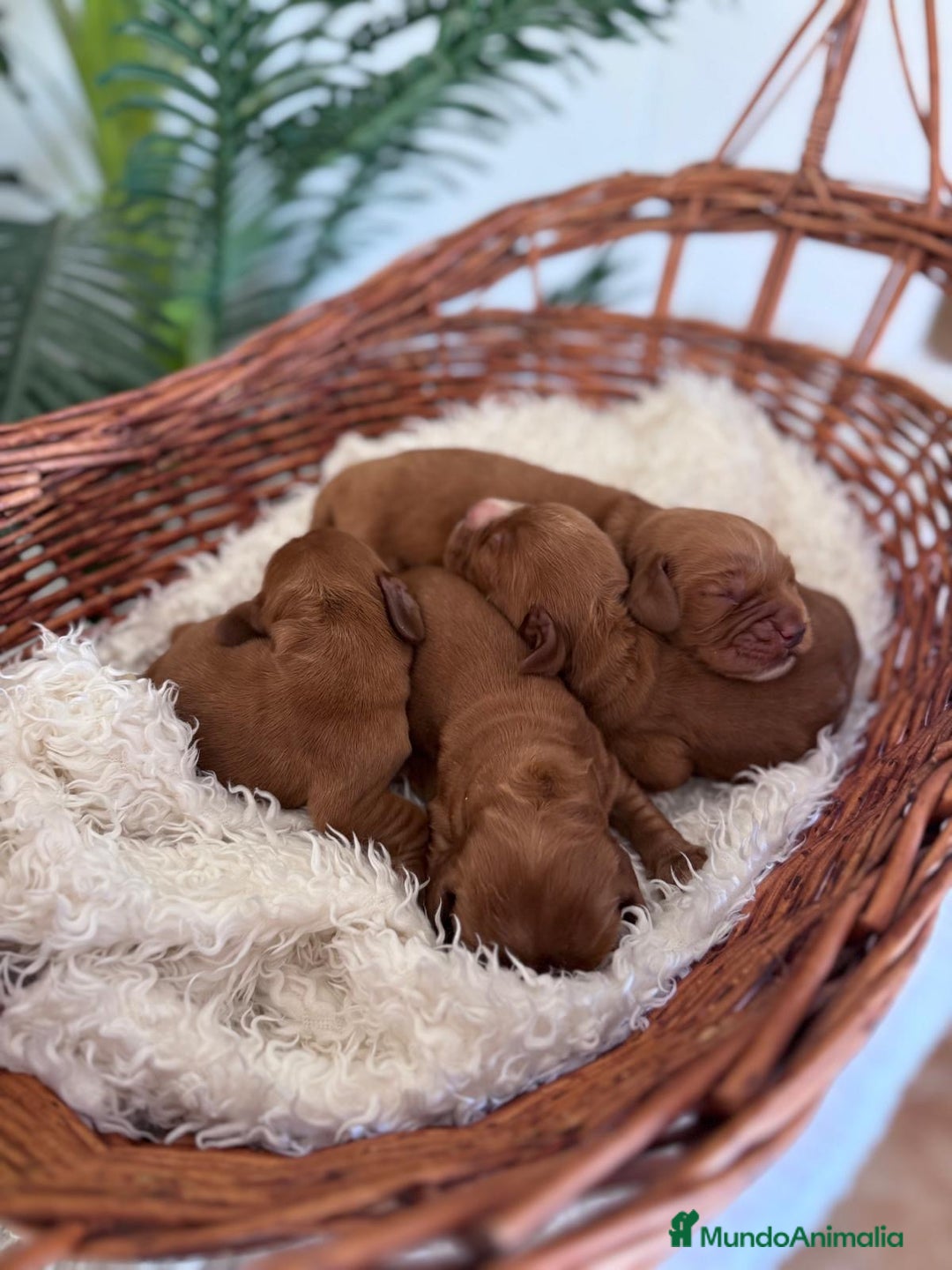 Cocker Spaniel Inglés perros en venta: COCKER SPANIEL INGLÉS - Imagen 12