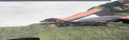 Teckel perros en venta: Teckel pelo duro - Anuncio 5