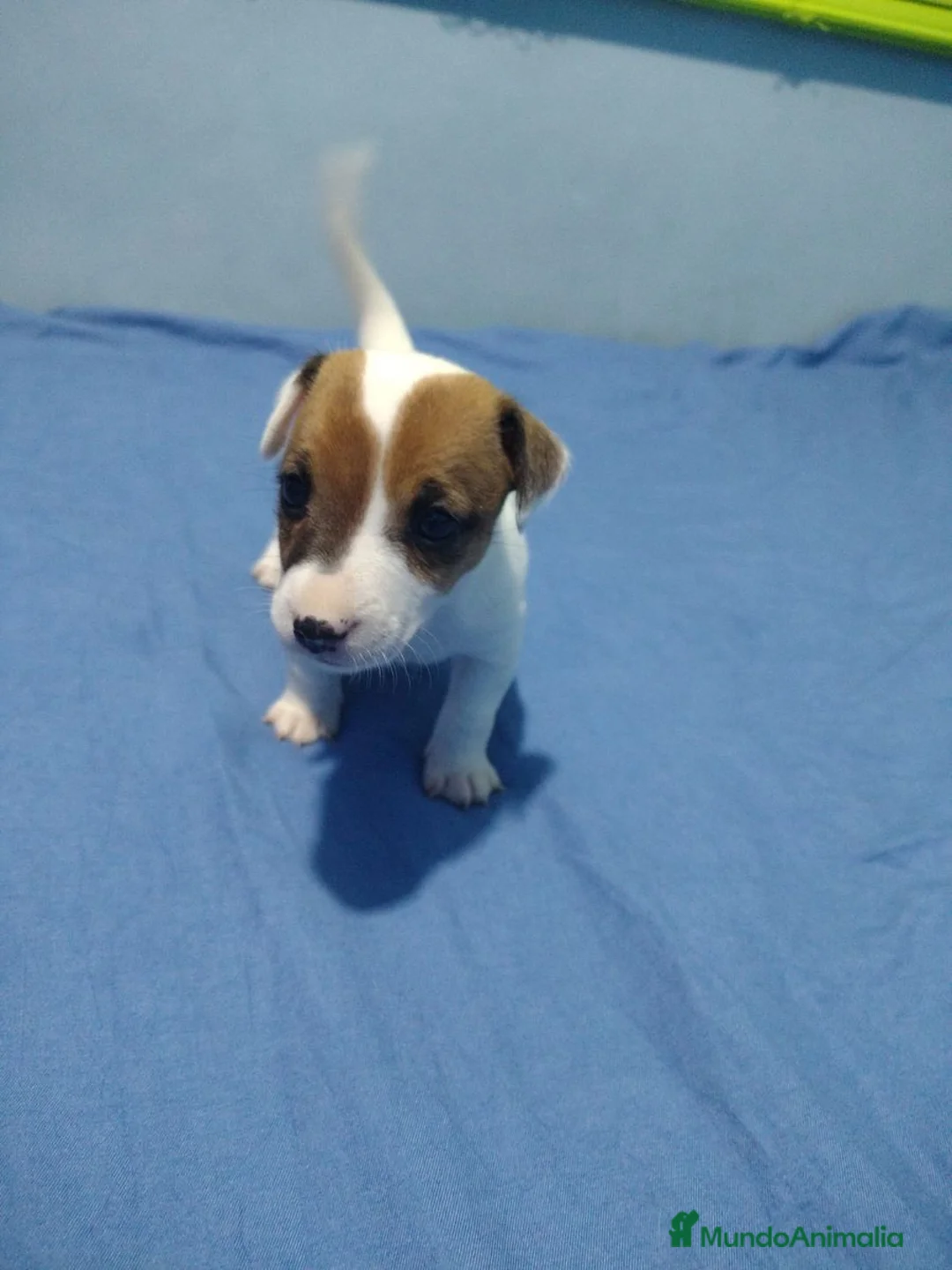 Jack Russell Terrier perros en venta: Pequeños jack russell disponibles ya - Anuncio 4