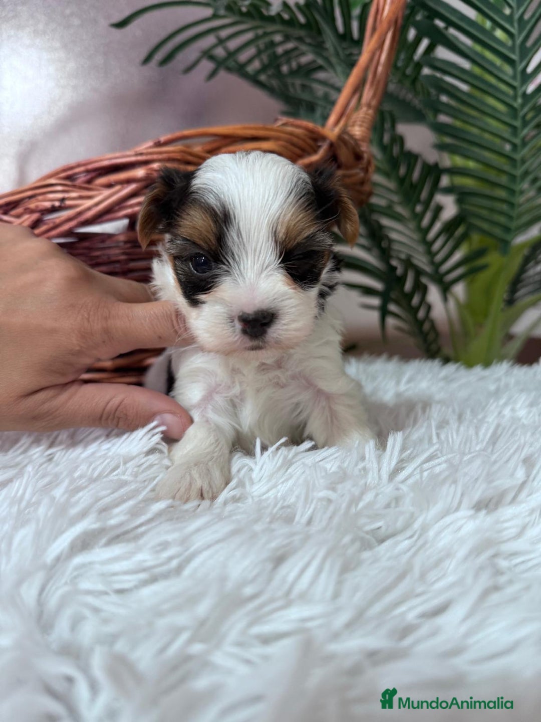 Yorkshire Terrier perros en venta: YORKSHIRE BIEWER - Anuncio 16
