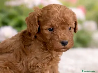 Caniche Enano perros Caniche rojo - Anuncio 1