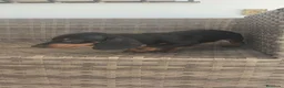 Teckel Miniatura perros en venta: Teckel Mini Negra y Fuego hembra disponible  - Anuncio 17