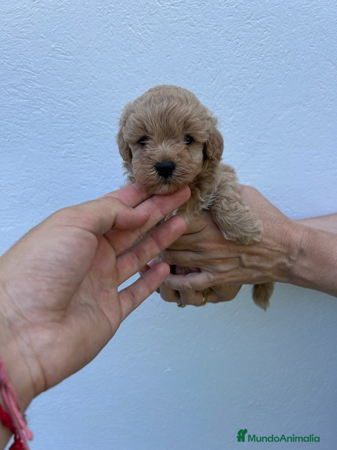 Maltipoo perros en venta: maltipoo  - Anuncio 2