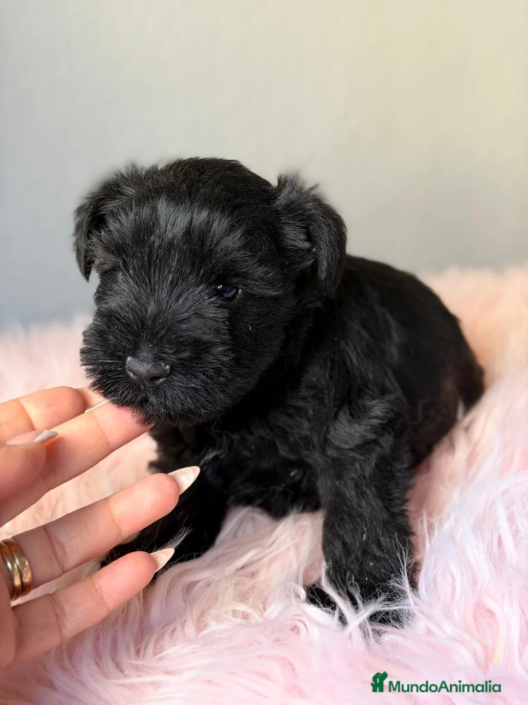 Schnauzer Miniatura perros en venta: SCHNAUZER MINIATURA NEGRO - Anuncio 6
