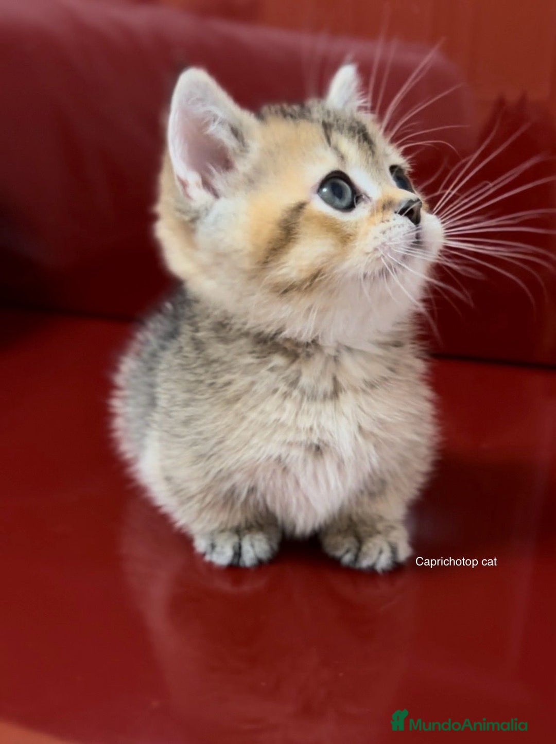 Munchkin gatos en venta: Munchkin gatitos - Anuncio 2