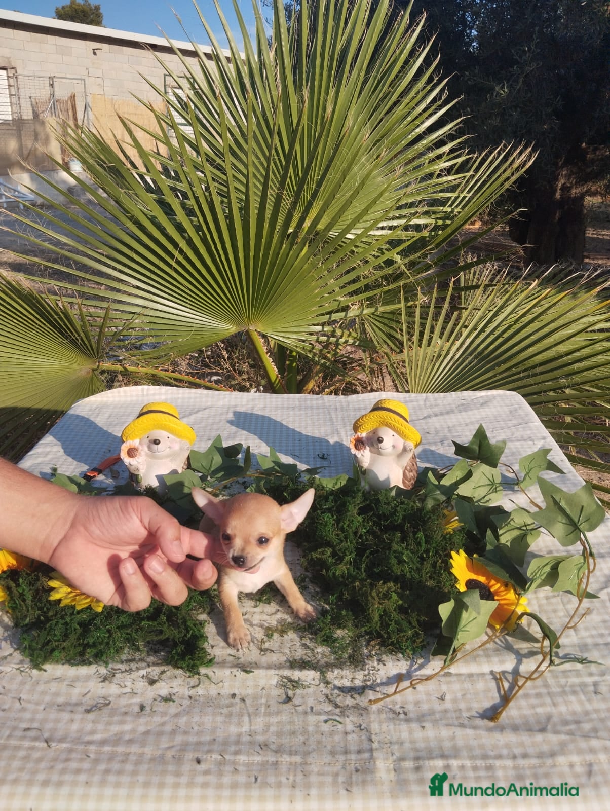 Chihuahua perros Chihuahuas mini toy - Anuncio 27