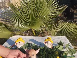 Chihuahua perros Chihuahuas mini toy - Anuncio 27