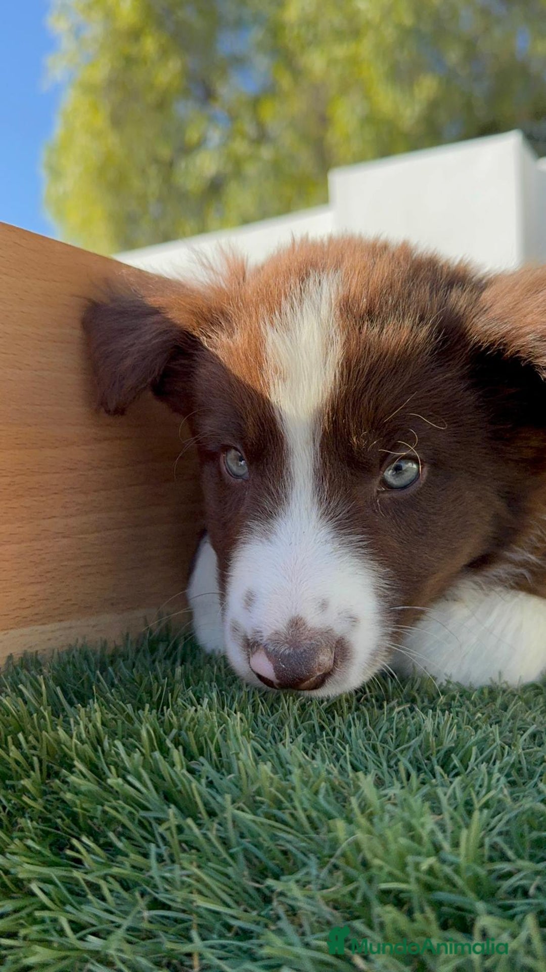 Border Collie perros en venta: BORDER COLLIE MACHO - Anuncio 7