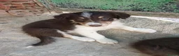 Border Collie perros en venta: Boder collie chocolate- anuncio 2 - Anuncio 1