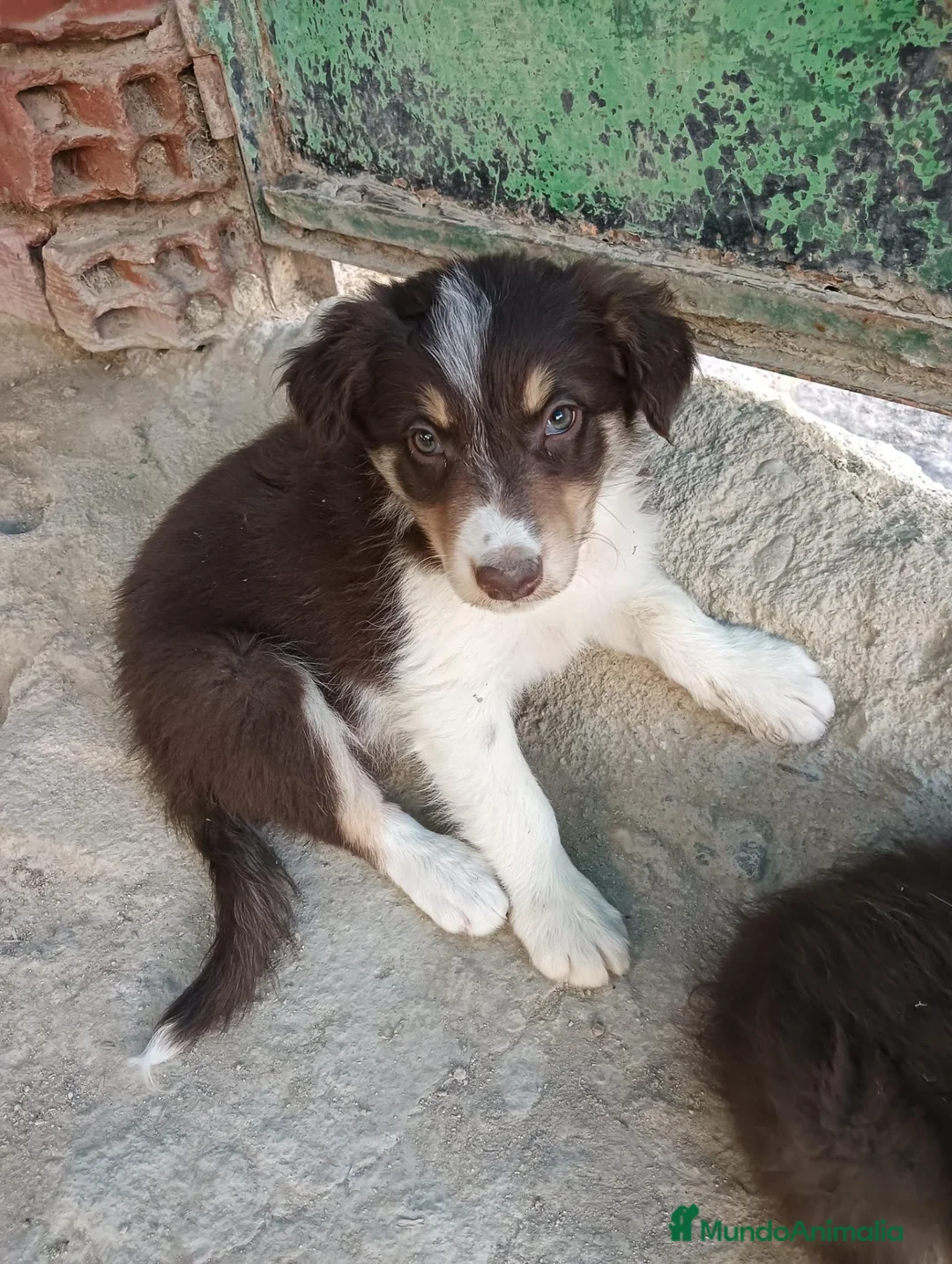 Border Collie perros en venta: Boder collie chocolate- anuncio 2 - Anuncio 1