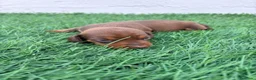 Teckel Miniatura perros en venta: Teckel Miniatura - Anuncio 28