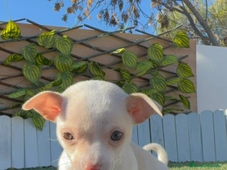 Chihuahua perros CHIHUAHUA HEMBRA - Anuncio 1