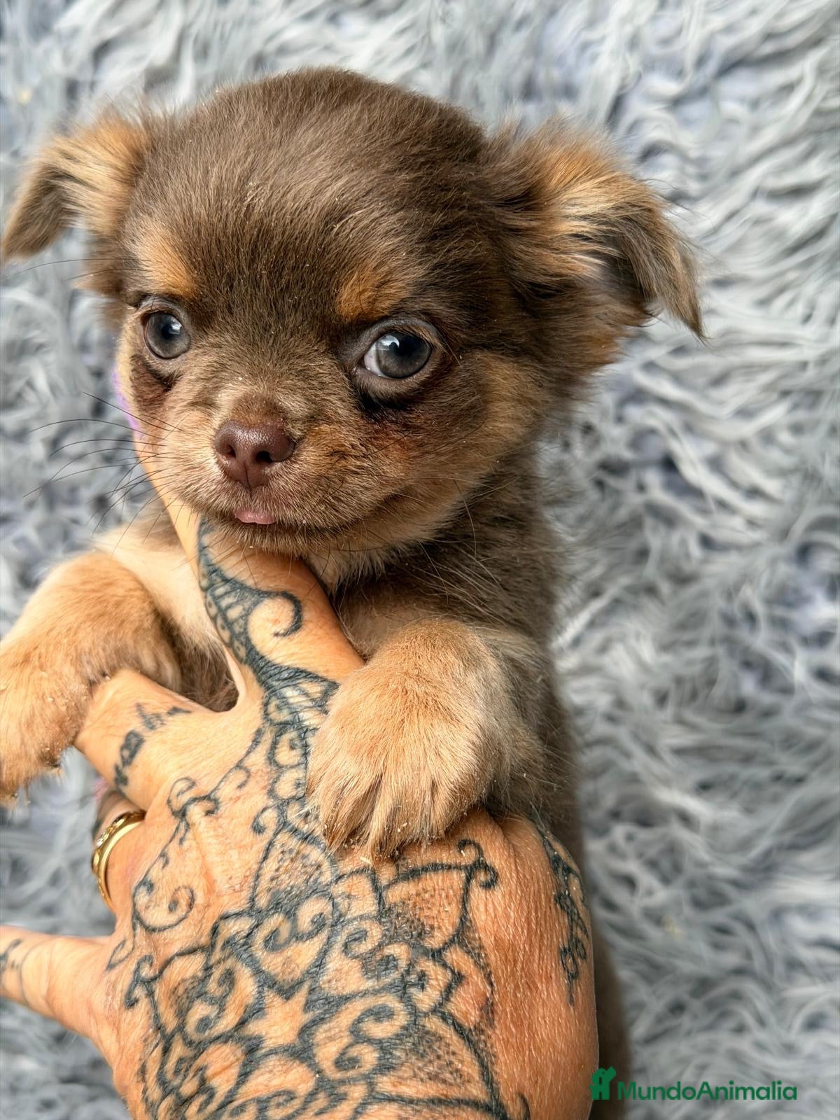 Chihuahua perros Preciosos chihuahuas pelo largo💙🐾 - Anuncio 2
