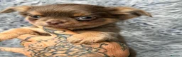 Chihuahua perros en venta: Preciosos chihuahuas pelo largo💙🐾 - Anuncio 1