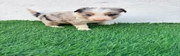 Border Collie perros en venta: Border Collie tri merle blue choco - Anuncio 8
