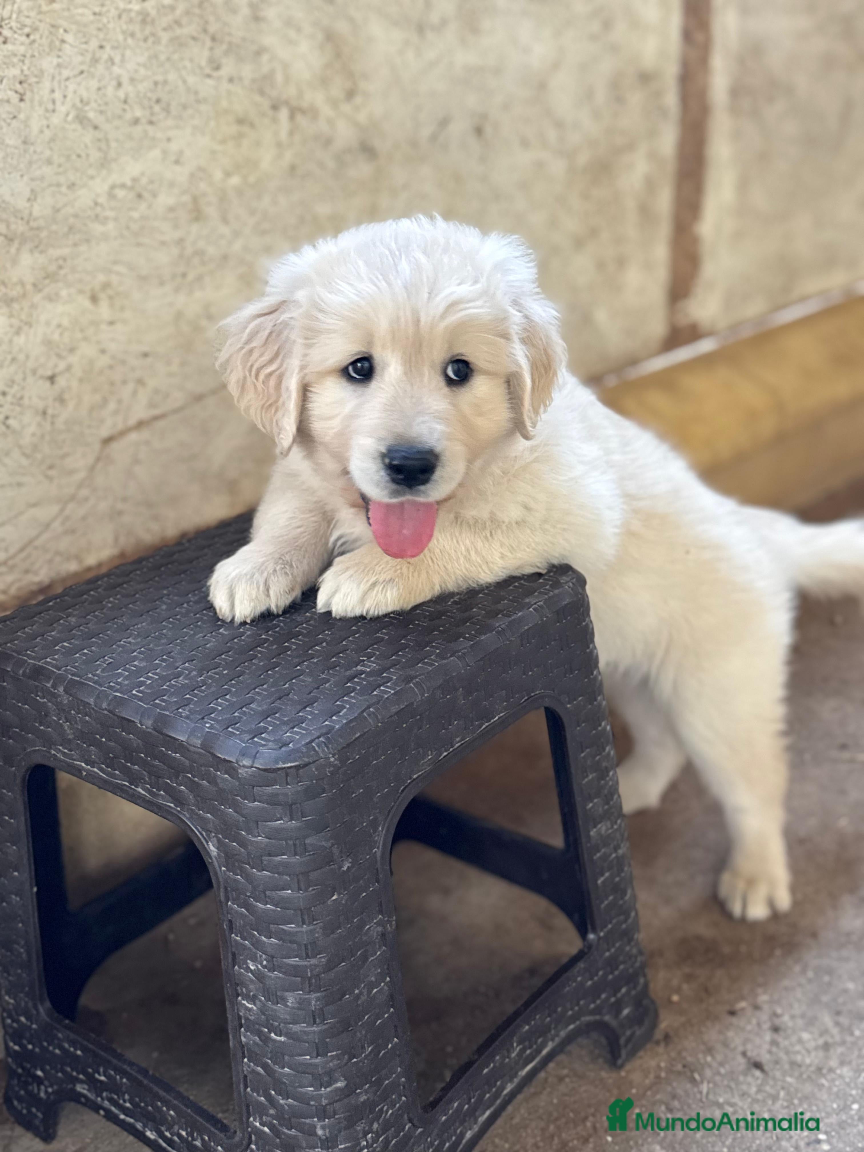 Golden Retriever perros Golden retriver  - Anuncio 34