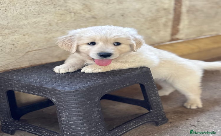 Golden Retriever perros - Anuncio 1