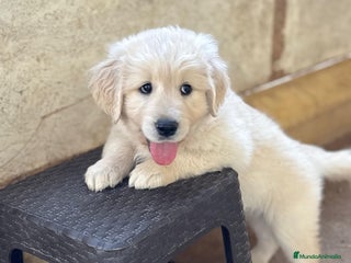 Golden Retriever perros - Anuncio 4
