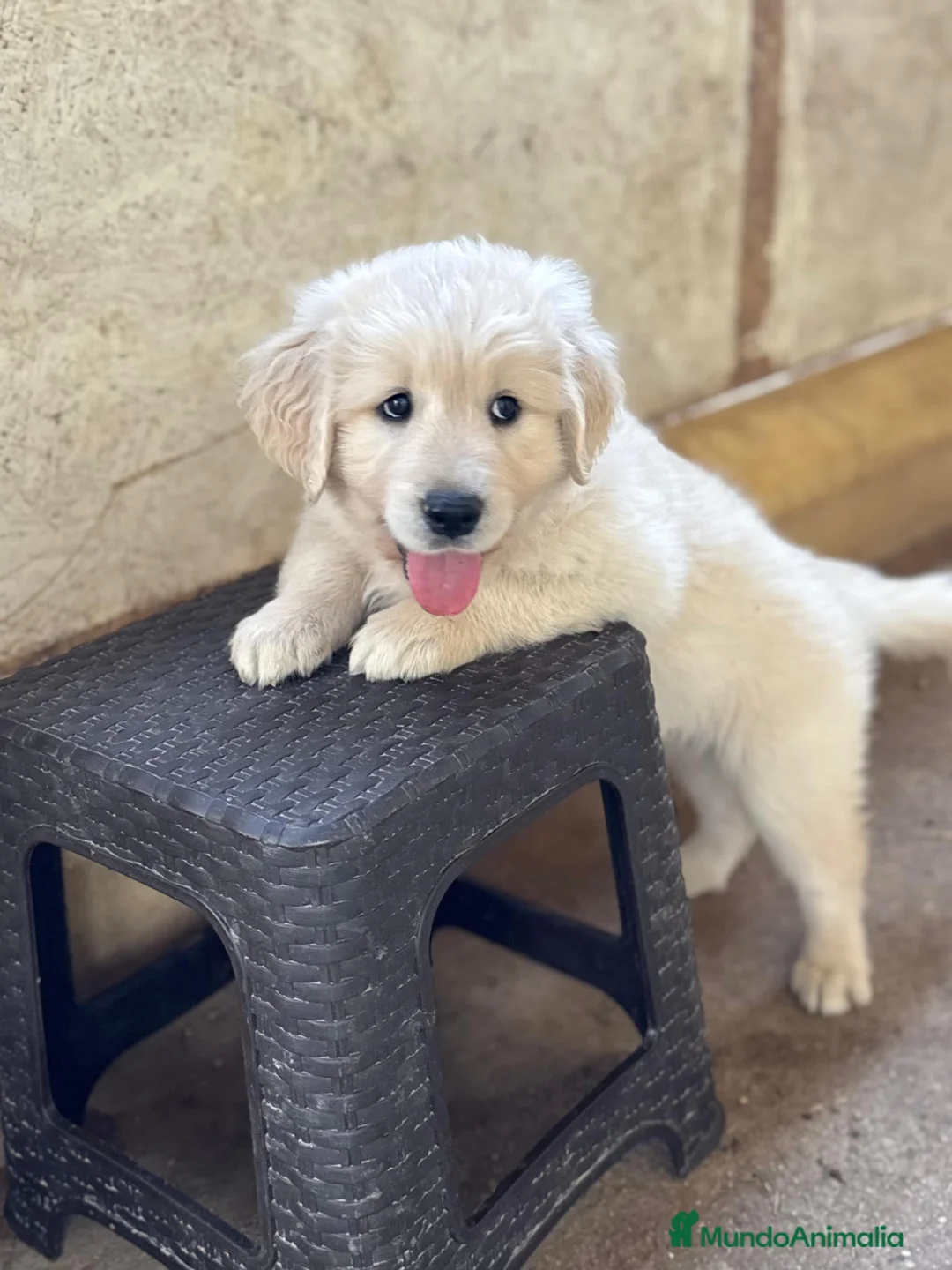 Golden Retriever perros en venta: Golden retriver  - Anuncio 1