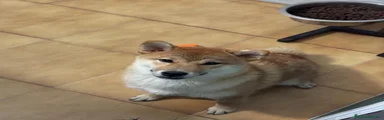 Shiba Inu 1