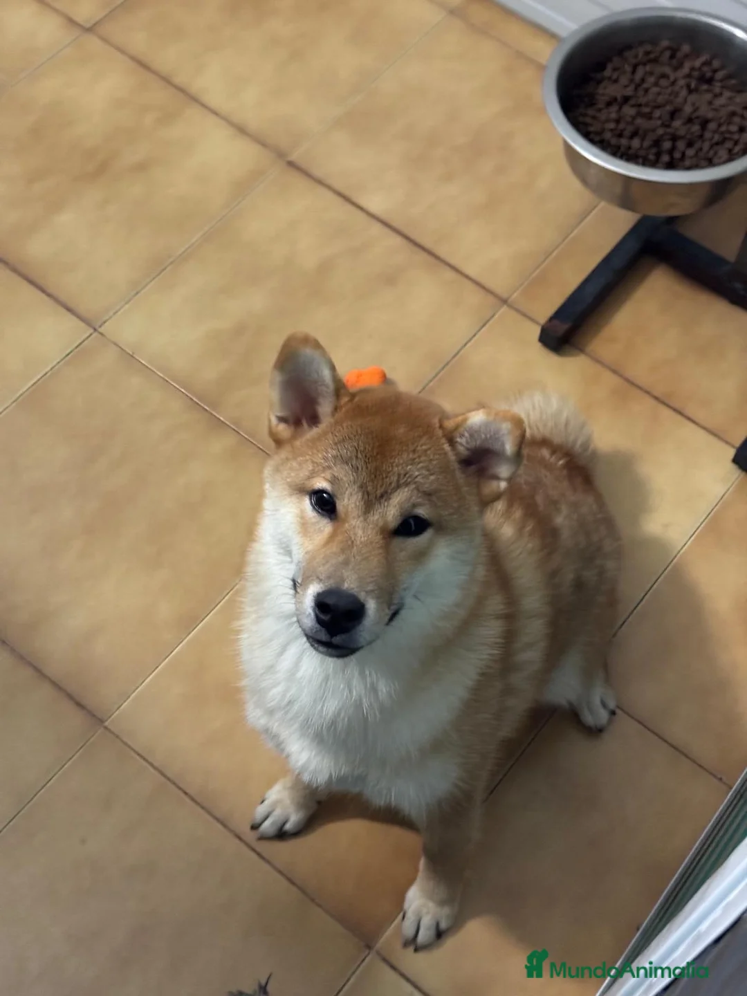 Shiba Inu perros en venta: Shiba Inu Hembra - Anuncio 2