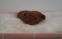 Caniche Toy perros en venta: Cachorros caniche toy rojos - Imagen 1