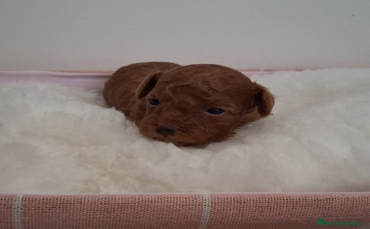 Caniche Toy perros - Anuncio 1