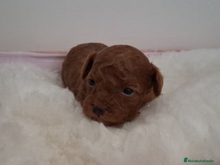 Caniche Toy perros - Anuncio 1