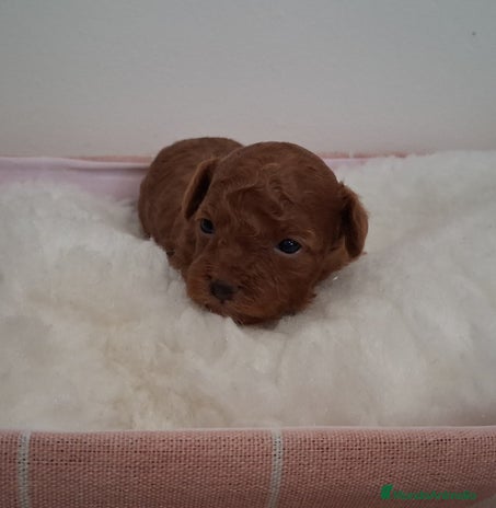 Caniche Toy perros - Anuncio 3