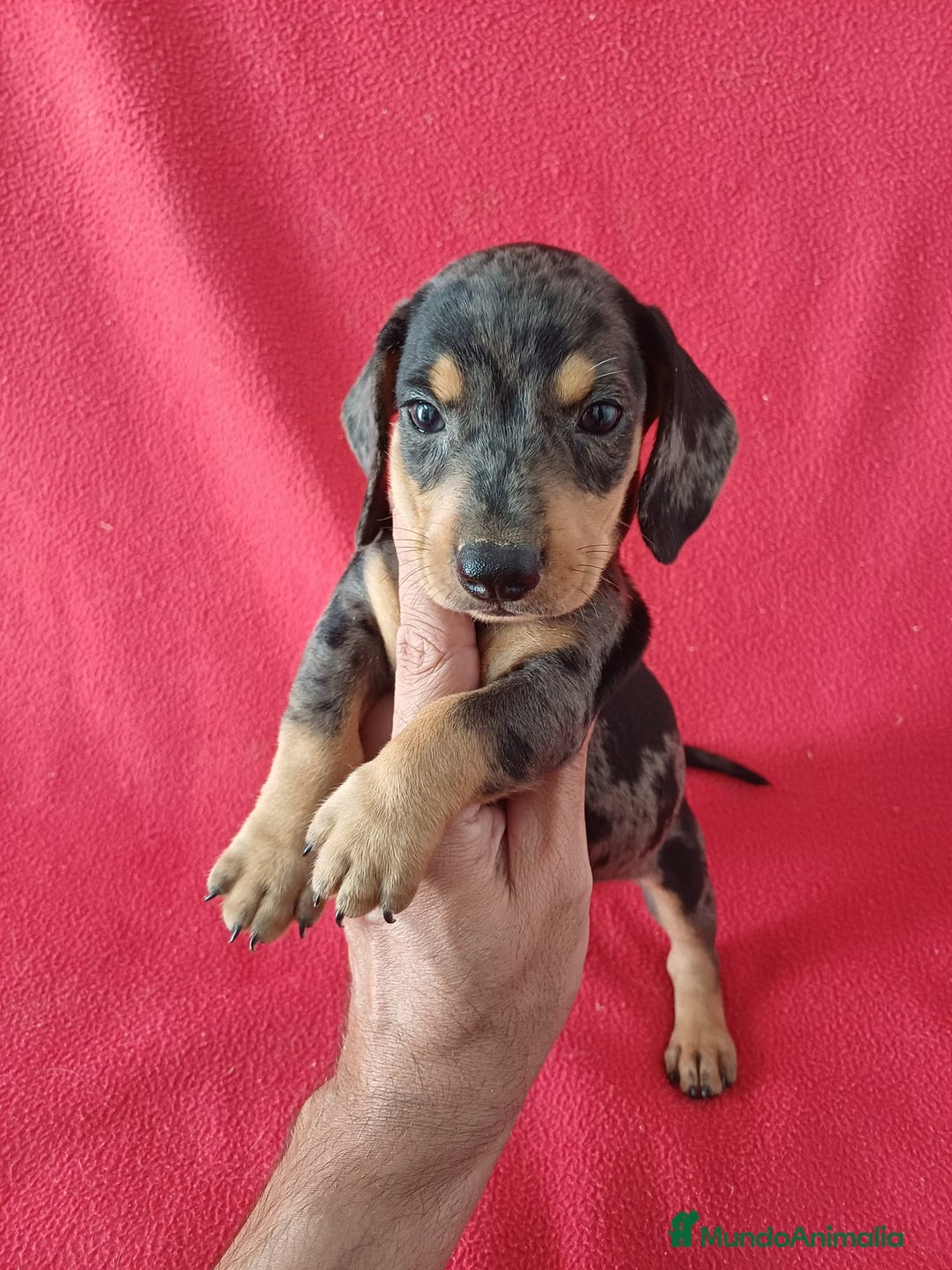 Teckel Miniatura perros en venta: Teckel Miniatura Arlequin  - Imagen 1