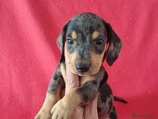 Teckel Miniatura perros - Anuncio 35
