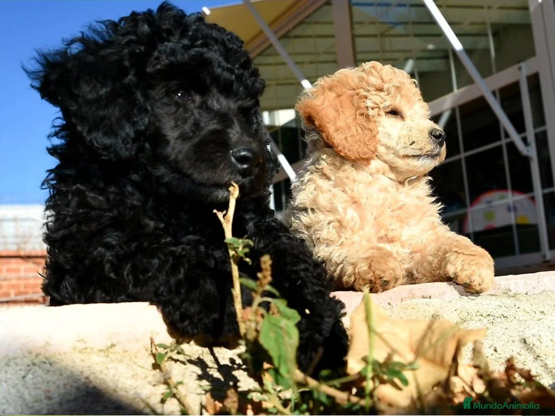 Imagen de galería {{count}}