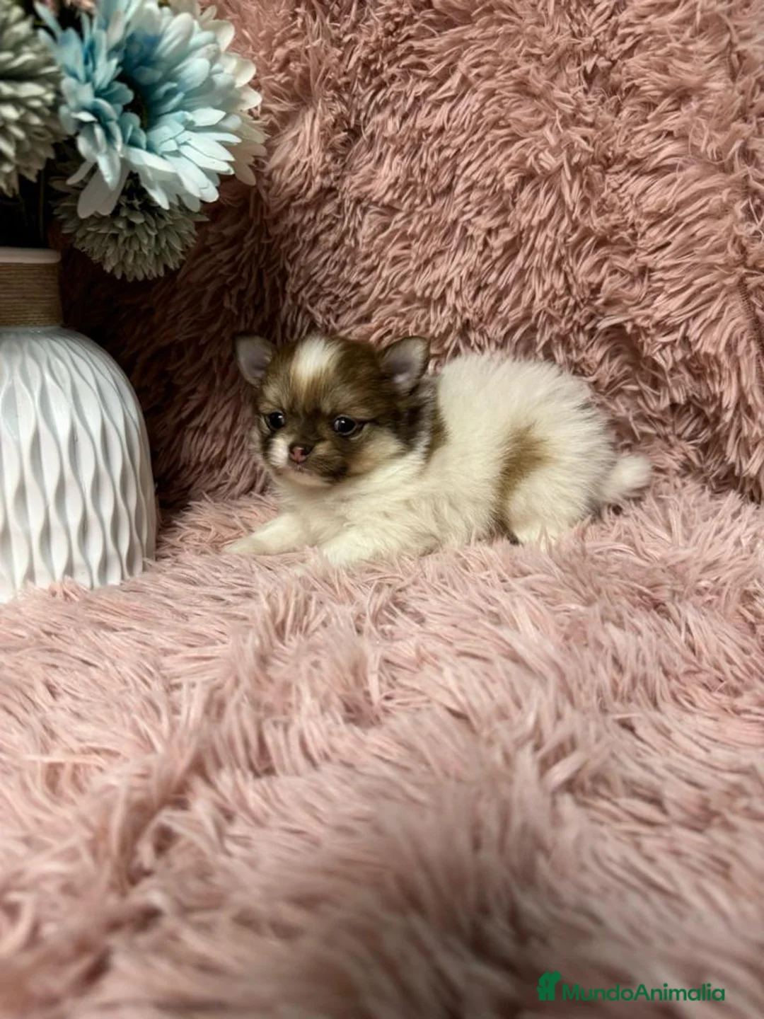 Pomerania perros en venta: pomerania baratos - Anuncio 1