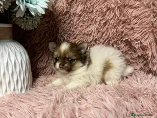 Pomerania perros pomerania baratos - Anuncio 4