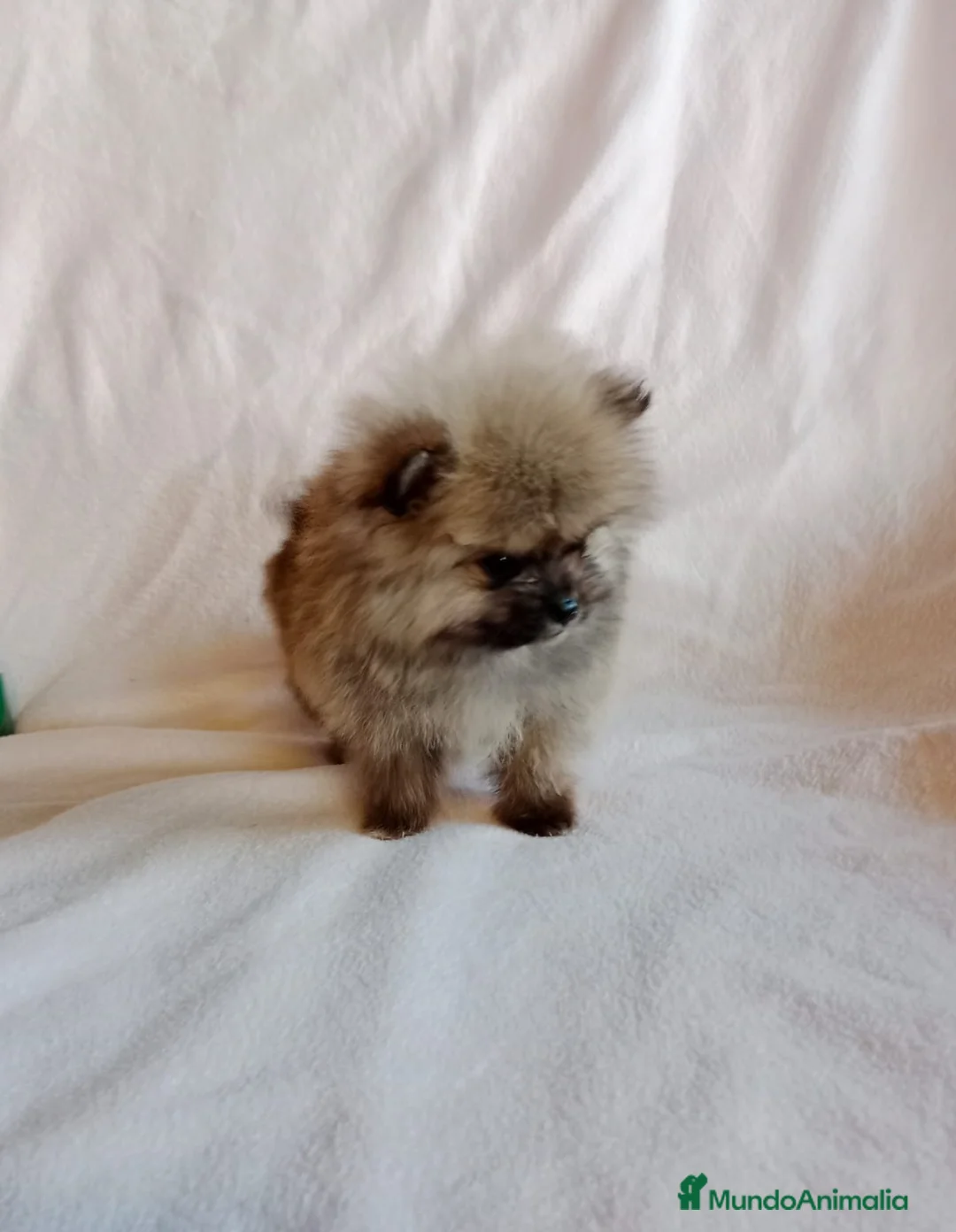 Pomerania perros en venta: Pomerania machos y hembras disponibles  en Granada - Anuncio 7