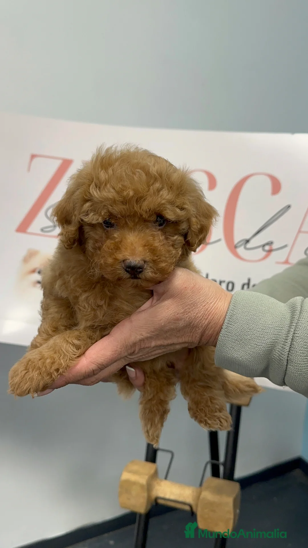 Caniche Toy perros en venta: Precioso caniche toy apricot  - Anuncio 2